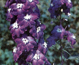Квіти багаторічні, багаторічні рослини за типом закладки квіткових бруньок, ставлення багаторічників