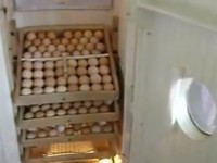 Dekoratív csirkék fajta (fajta) Dekoratív csirkék tenyészteni