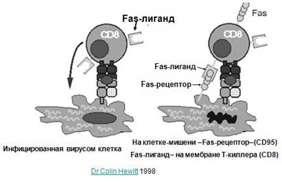 Дія активаційних цитокінів, ефекторні ланка клітинного імунної відповіді - клітинний