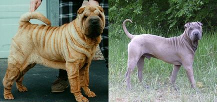 Mongrelii și rasele de designer sunt mai sănătoși decât câinii cu pedigree? De ce un câine are nevoie de un câine?