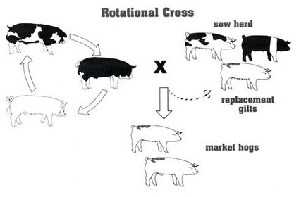 Mongrelii și rasele de designer sunt mai sănătoși decât câinii cu pedigree? De ce un câine are nevoie de un câine?