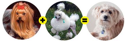 Mongrelii și rasele de designer sunt mai sănătoși decât câinii cu pedigree? De ce un câine are nevoie de un câine?