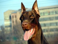 Doberman az imént vásárolt egy dobermann kölyök, rövid haj családi kutya,