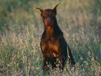 Dobermann ai cumpărat un cățeluș Doberman, un câine de familie de lână scurt,