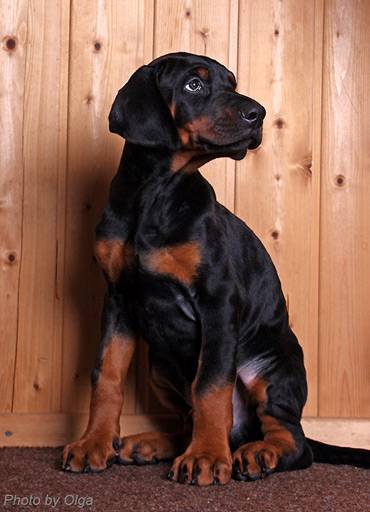 Dobermann ai cumpărat doar un catel Doberman, un câine de familie de lână scurtă,