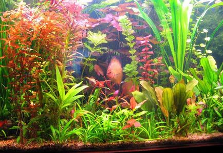 Домашній акваріум для початківців