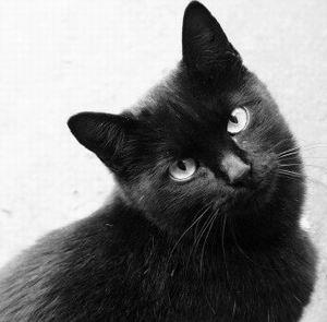 Futott át az úton egy fekete macska üres vödrök, lélektan világ