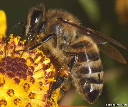 Eficacitatea tratamentului alcoolismului de către albine