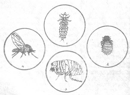 Entomoza florei, boli invazive, paraziți, purici, microorganisme, cuiburi, acarieni, viermi,