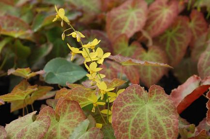 Epimedium plantare și reproducere, cultivare și îngrijire