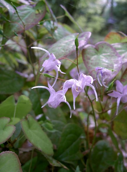 Epimedium plantare și reproducere, cultivare și îngrijire