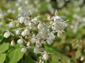 Epimedium plantare și reproducere, cultivare și îngrijire