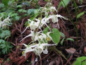 Epimedium plantare și reproducere, cultivare și îngrijire