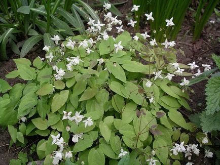 Epimedium plantare și reproducere, cultivare și îngrijire