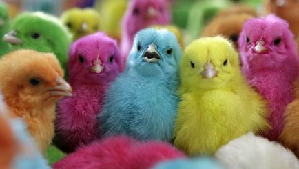Dacă ouăle de Paști sunt colorate corespunzător, ele vor găzdui puilor colorați