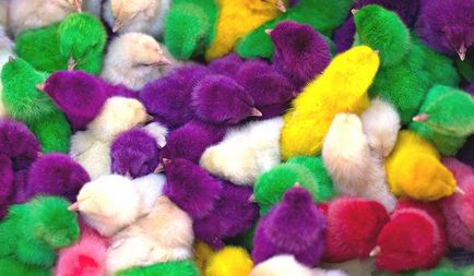 Dacă ouăle de Paști sunt colorate corespunzător, ele vor găzdui puilor colorați