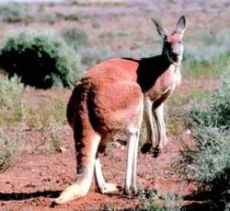 Чи є у самців кенгуру сумка, пізнавальні та цікаві фотографії прикольні картинки