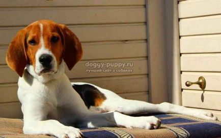 Estonian Hound fotografie, preț și caracteristicile - Fauna