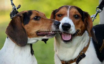 Estonian Hound fotografie, preț și caracteristicile - Fauna