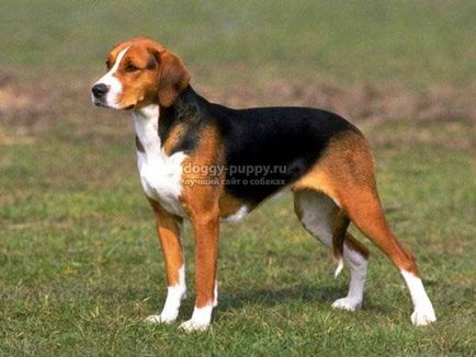 Estonian Hound fotografie, preț și caracteristicile - Fauna