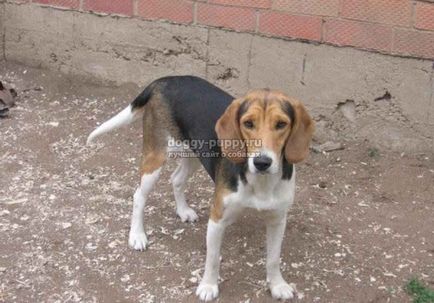 Estonian Hound fotografie, preț și caracteristicile - Fauna