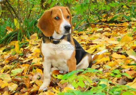 Estonian Hound fotografie, preț și caracteristicile - Fauna