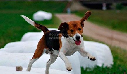 Estonian Hound fotografie, preț și caracteristicile - Fauna