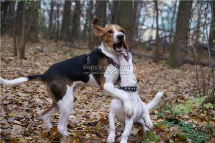 Estonian Hound fotografie, preț și caracteristicile - Fauna