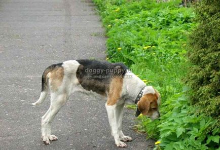 Estonian Hound fotografie, preț și caracteristicile - Fauna