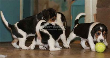 Estonian Hound fotografie, preț și caracteristicile - Fauna