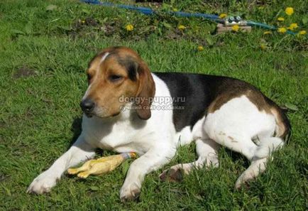 Estonian Hound fotografie, preț și caracteristicile - Fauna