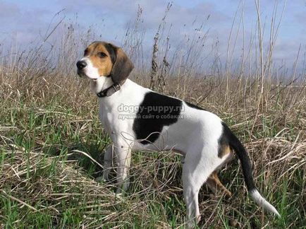 Estonian Hound fotografie, preț și caracteristicile - Fauna