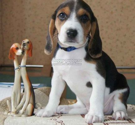 Estonian Hound fotografie, preț și caracteristicile - Fauna