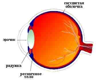 Це цікаво-очі - білкова оболонка судинна оболонка сітчаста оболонка
