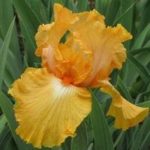 Феровіт для рослин, flowery-blog