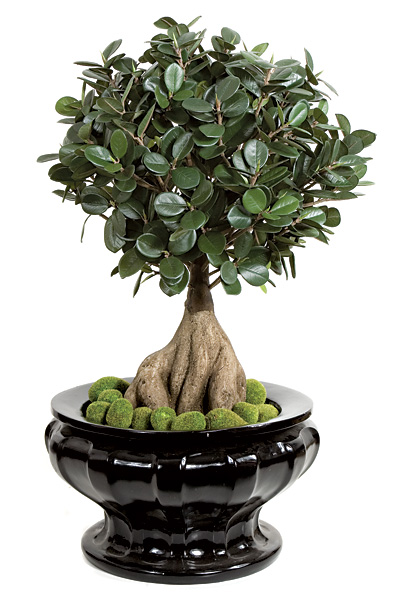 Ficus panda de îngrijire la domiciliu și fotografii, bonsai și microcarp, unde să cumpere ficus și