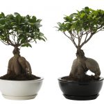 Ficus panda de îngrijire la domiciliu și fotografii, bonsai și microcarp, unde să cumpere ficus și