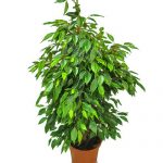 Ficus panda de îngrijire la domiciliu și fotografii, bonsai și microcarp, unde să cumpere ficus și