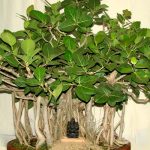 Ficus panda otthoni gondozást, és egy fényképet, bonsai és mikrokarpa ahol vásárolni mesterséges ficus és