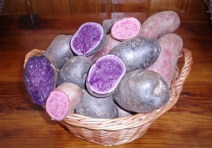 Violet varietate de cartofi, proprietăți utile, caracteristici, plantare și îngrijire, fotografie