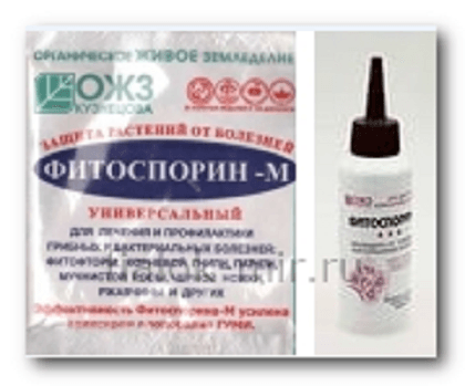 Fitosporin a fialkovodstve