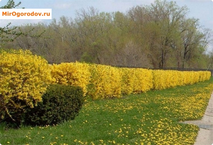 Forsythia jellemzői a termesztés mérsékelt éghajlatú