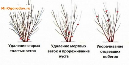 Caracteristicile fertilității de creștere în climatul temperat