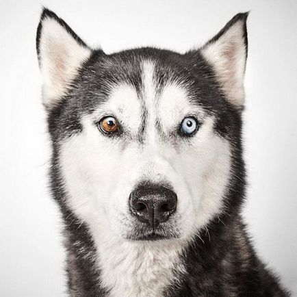 Фотограф допомагає собакам з притулку знайти люблячий будинок!