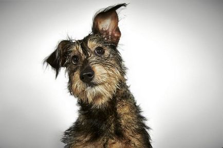 Fotograful ajută câinii din adăpost să găsească o casă iubitoare!