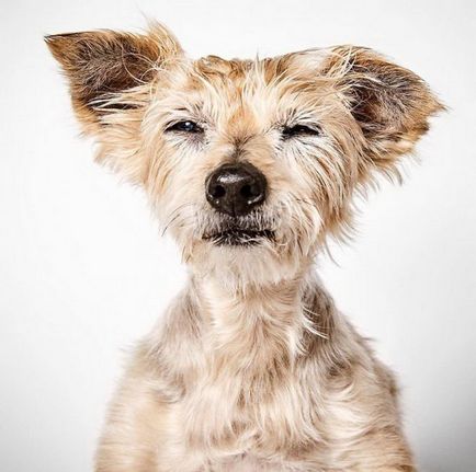 Fotograful ajută câinii din adăpost să găsească o casă iubitoare!