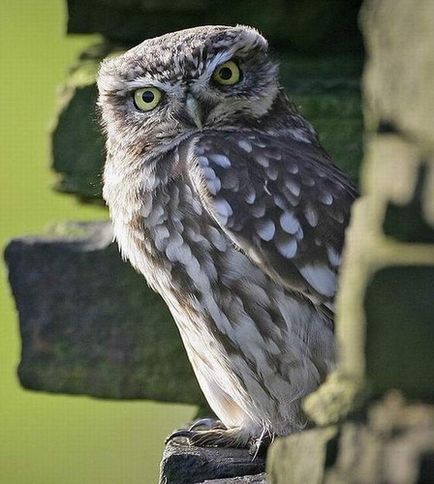 Fotograful Owl