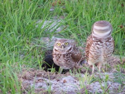 Fotograful Owl