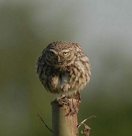 Fotograful Owl