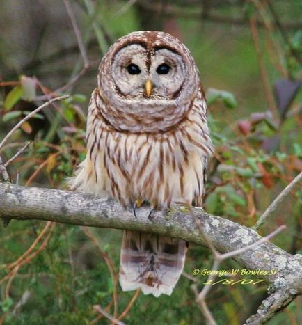 Fotograful Owl